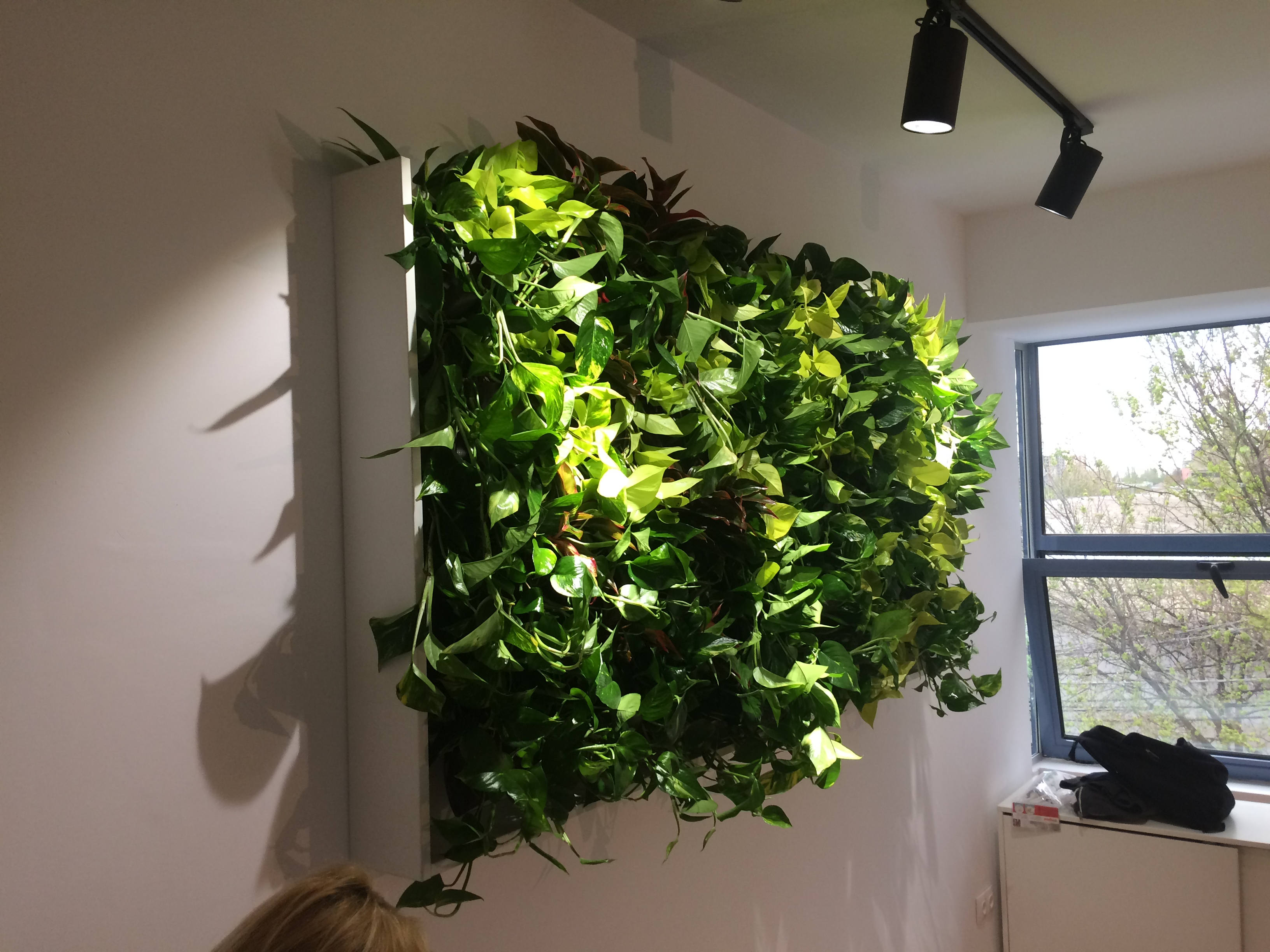 Purificarea Aerului cu Pereți Vegetali