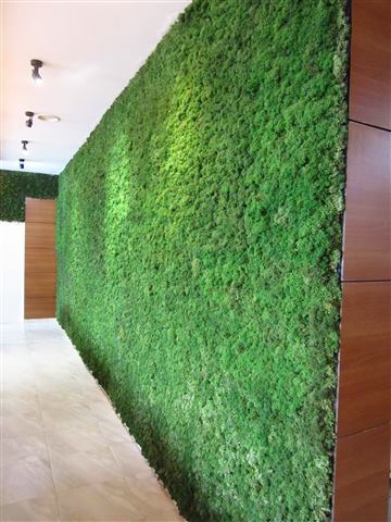 Perete de licheni stabilizați – Premium Wellness Institute, foto 7 din 8