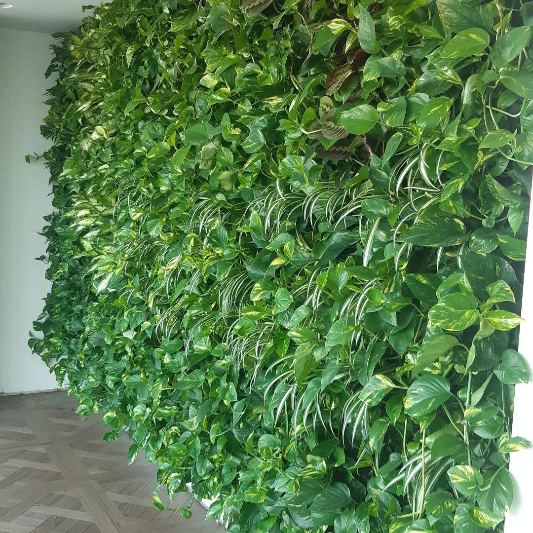 Grădină verticală cu plante naturale pe un perete întreg într-o reședință din Craiova