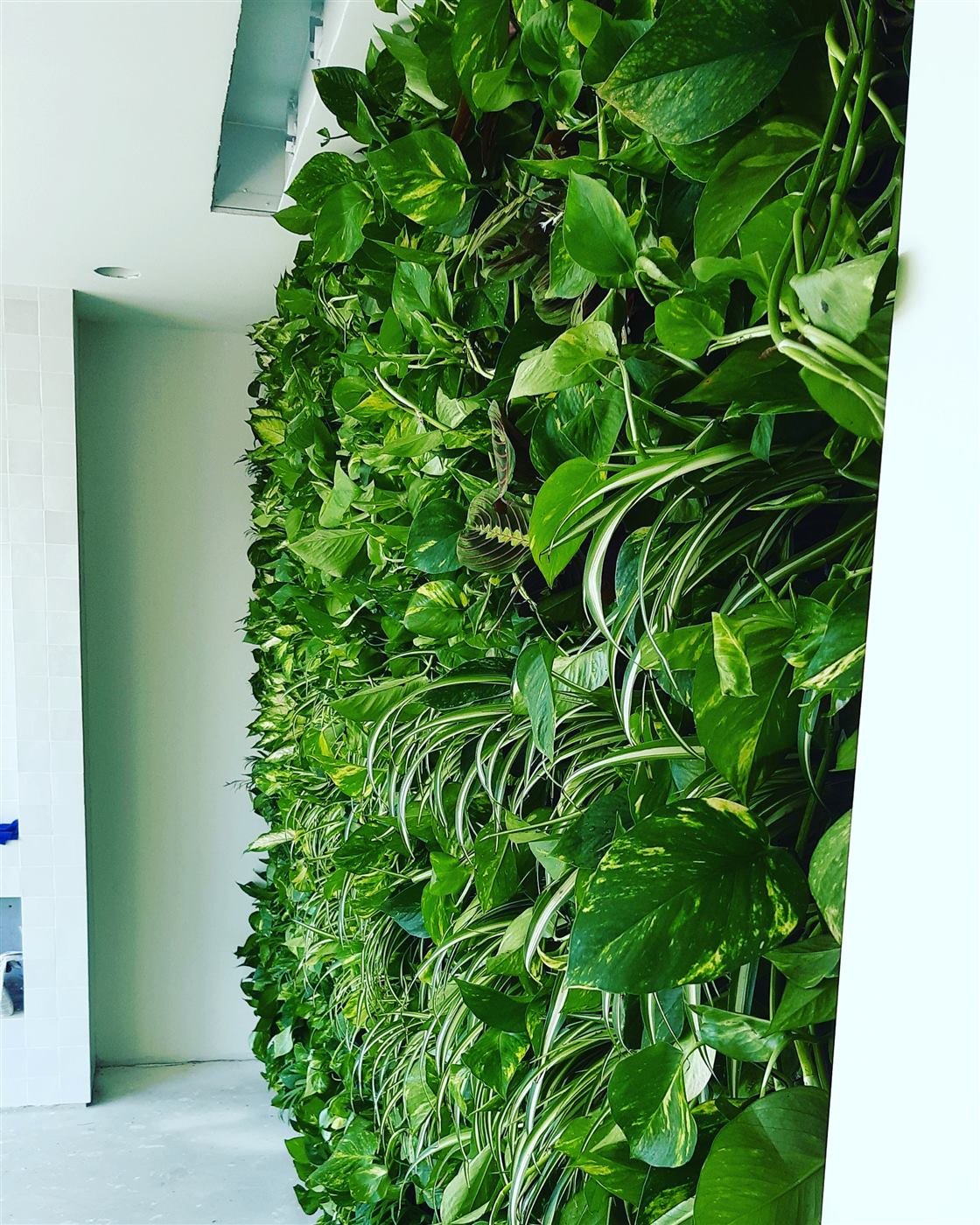 Prim-plan cu plantele naturale din grădina verticală