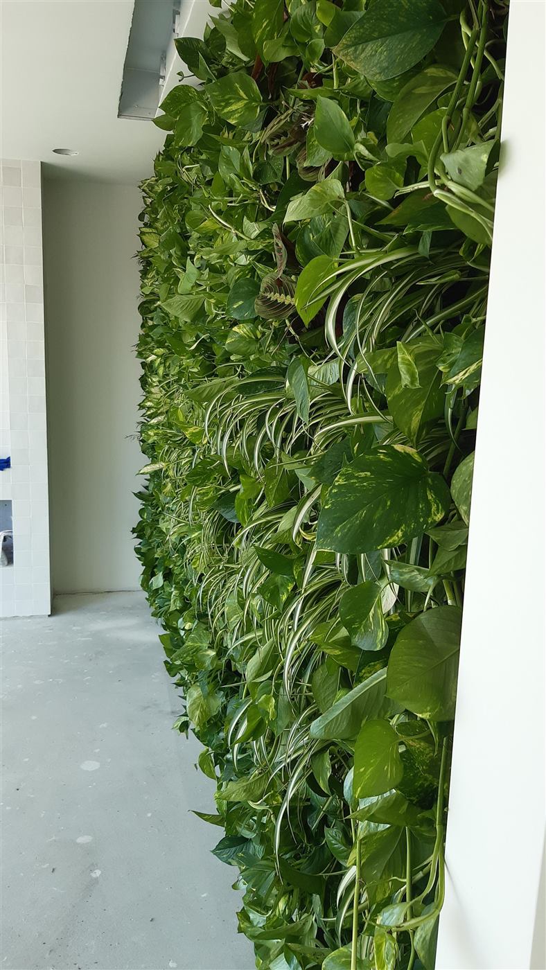 Grădina verticală cu plante naturale văzută de aproape, lângă peretele alb