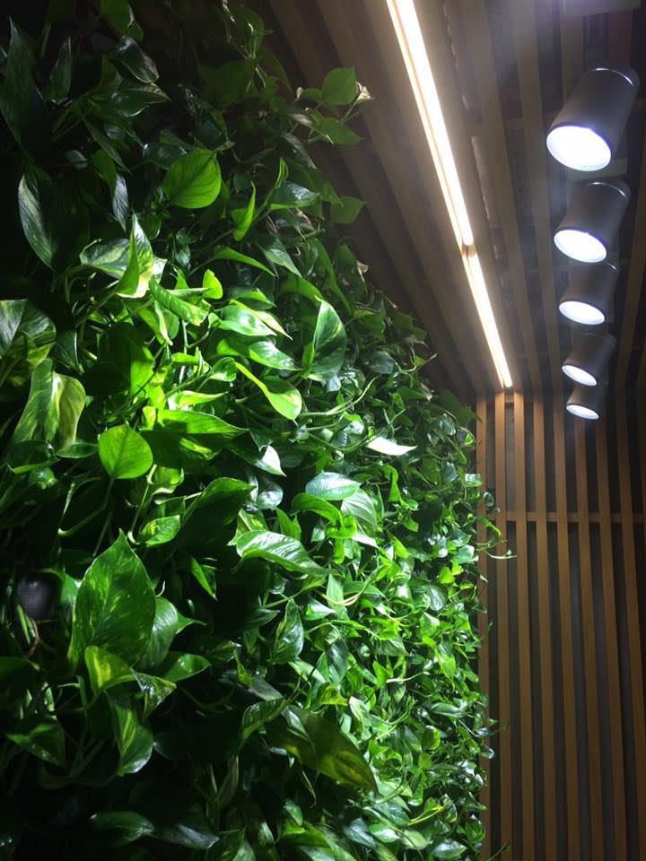 Prim-plan cu plantele naturale din grădina verticală, lângă benzile de iluminat LED