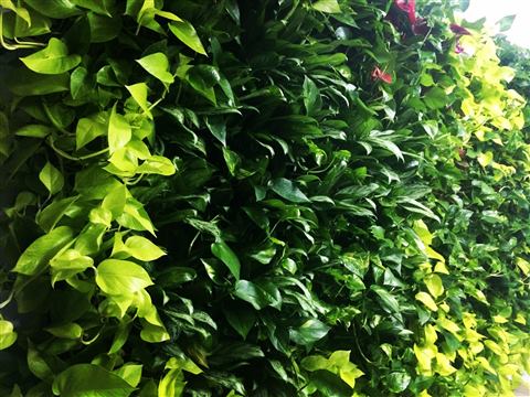Grădină verticală cu plante naturale – Bloemen, foto 3 din 3