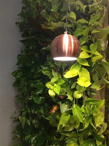 Grădină verticală cu plante naturale – Brow Bar & Mode, foto 3 din 5