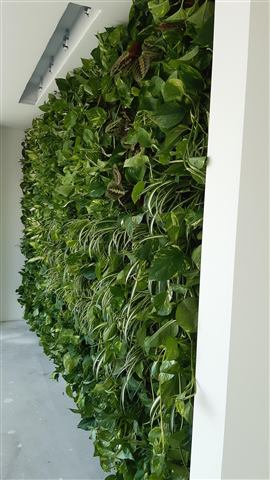 Grădină verticală cu plante naturale – Reședință particulară Craiova, foto 2 din 4