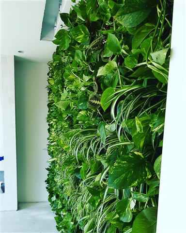 Grădină verticală cu plante naturale – Reședință particulară Craiova, foto 3 din 4