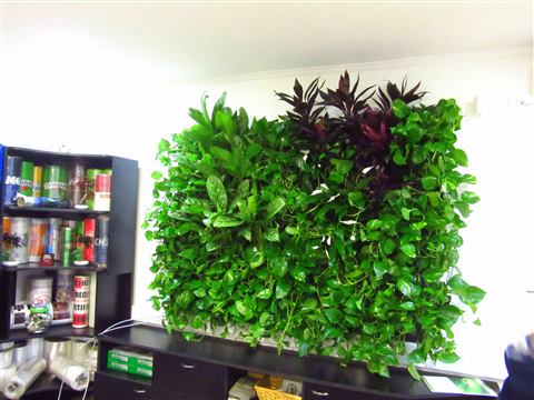 Grădină verticală cu plante naturale – Crisco, foto 1 din 11
