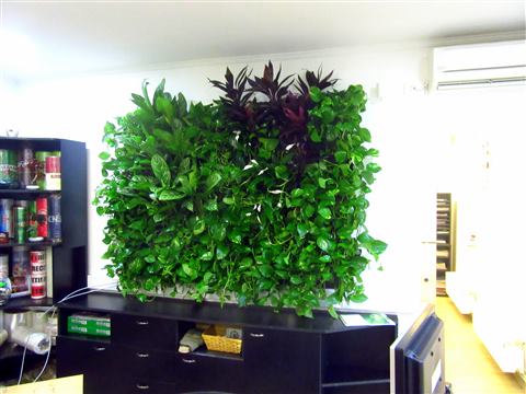 Grădină verticală cu plante naturale – Crisco, foto 2 din 11