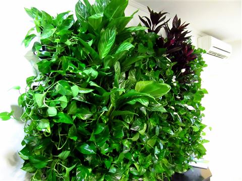 Grădină verticală cu plante naturale – Crisco, foto 3 din 11