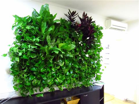 Grădină verticală cu plante naturale – Crisco, foto 4 din 11
