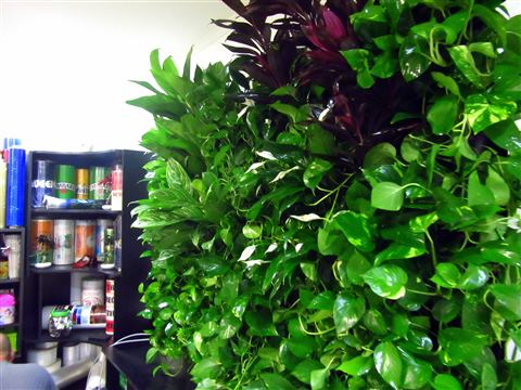Grădină verticală cu plante naturale – Crisco, foto 5 din 11
