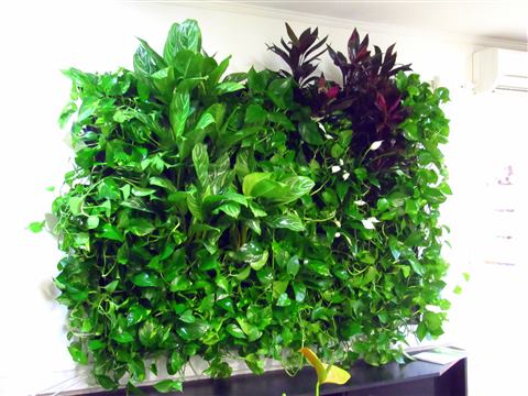 Grădină verticală cu plante naturale – Crisco, foto 6 din 11