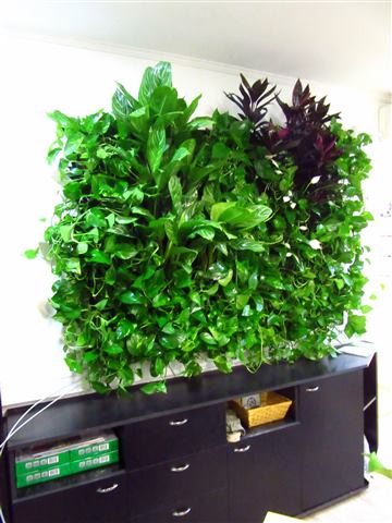 Grădină verticală cu plante naturale – Crisco, foto 7 din 11