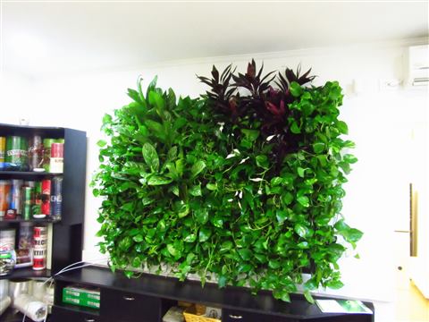 Grădină verticală cu plante naturale – Crisco, foto 8 din 11