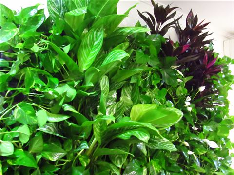 Grădină verticală cu plante naturale – Crisco, foto 9 din 11