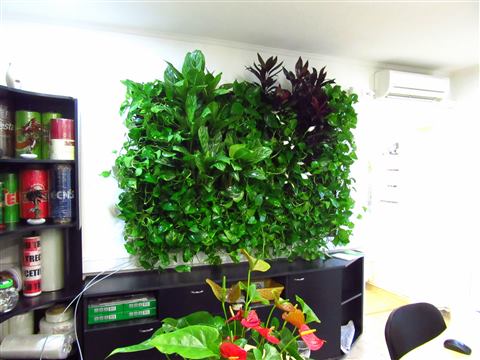 Grădină verticală cu plante naturale – Crisco, foto 10 din 11