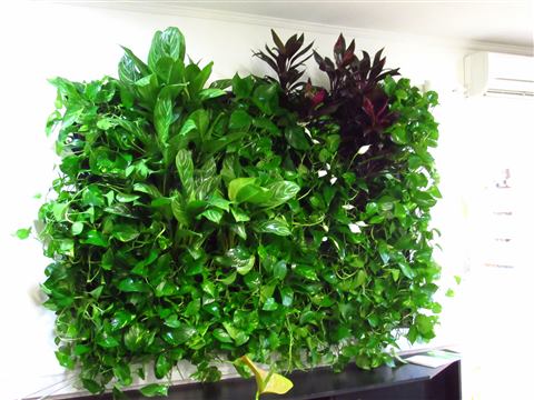 Grădină verticală cu plante naturale – Crisco, foto 11 din 11