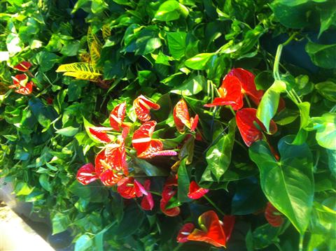 Grădină verticală cu plante naturale – Iași, foto 1 din 31