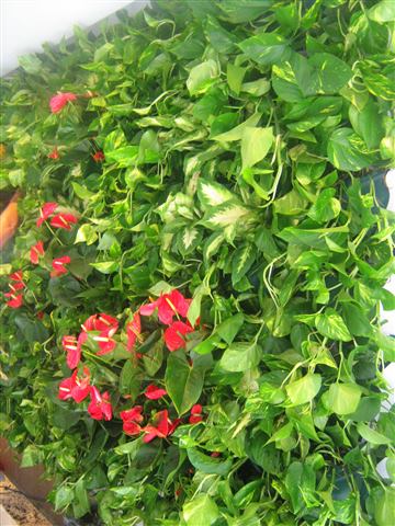 Grădină verticală cu plante naturale – Iași, foto 2 din 31