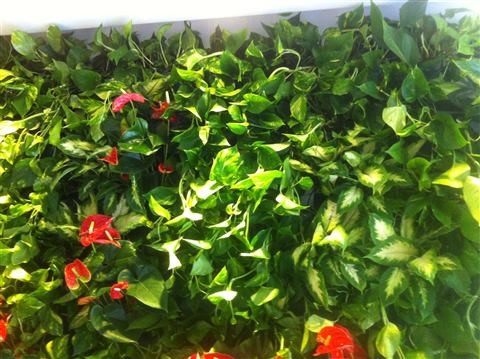 Grădină verticală cu plante naturale – Iași, foto 3 din 31