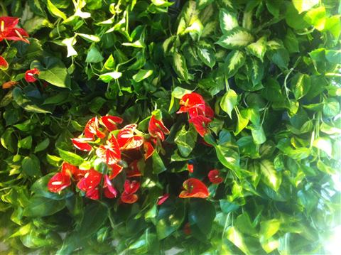 Grădină verticală cu plante naturale – Iași, foto 4 din 31