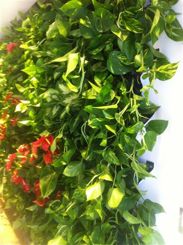 Grădină verticală cu plante naturale – Iași, foto 7 din 31