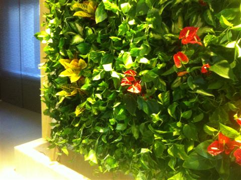Grădină verticală cu plante naturale – Iași, foto 8 din 31