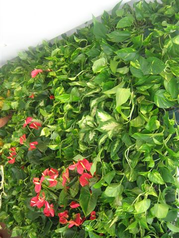 Grădină verticală cu plante naturale – Iași, foto 9 din 31