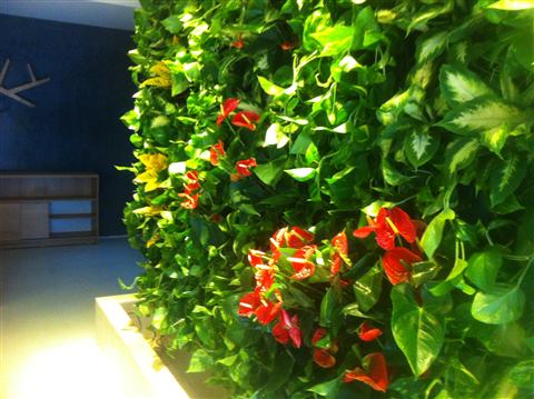 Grădină verticală cu plante naturale – Iași, foto 16 din 31