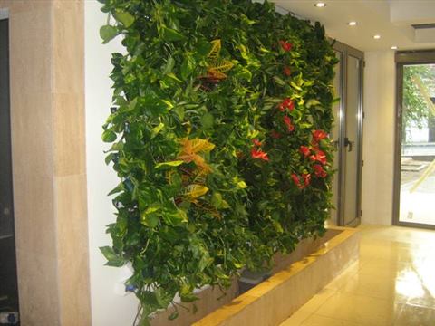 Grădină verticală cu plante naturale – Iași, foto 22 din 31