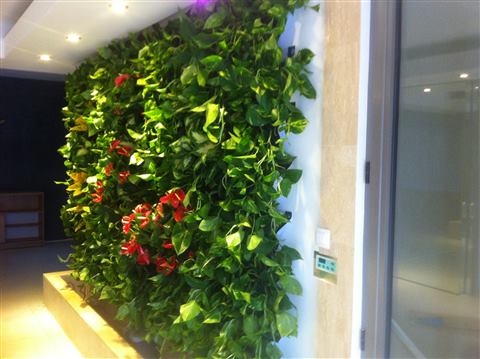 Grădină verticală cu plante naturale – Iași, foto 25 din 31