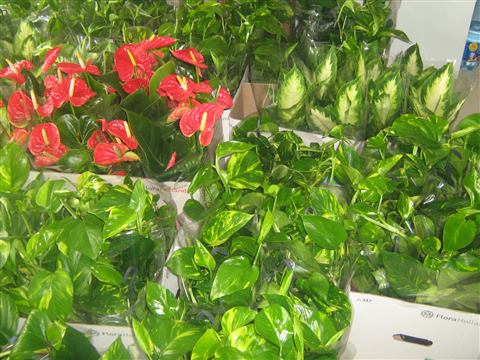Grădină verticală cu plante naturale – Iași, foto 26 din 31