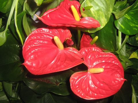 Grădină verticală cu plante naturale – Iași, foto 29 din 31