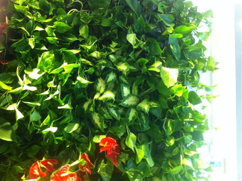 Grădină verticală cu plante naturale – Iași, foto 30 din 31