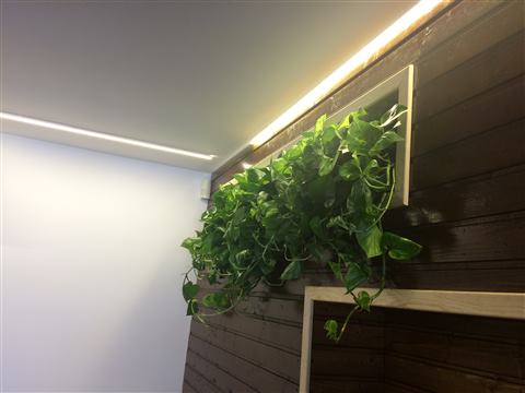 Grădină verticală cu plante naturale – Jack Daniel's, foto 13 din 38