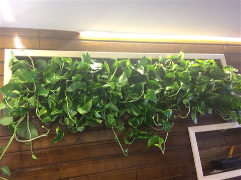 Grădină verticală cu plante naturale – Jack Daniel's, foto 14 din 38