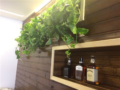 Grădină verticală cu plante naturale – Jack Daniel's, foto 29 din 38