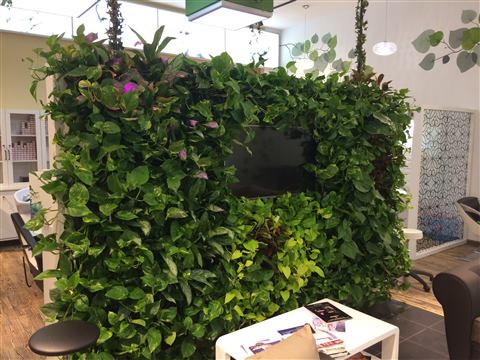 Grădină verticală cu plante naturale – Patio, foto 8 din 10