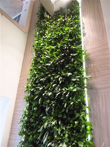 Grădină verticală cu plante naturale – Ploiești, foto 2 din 13