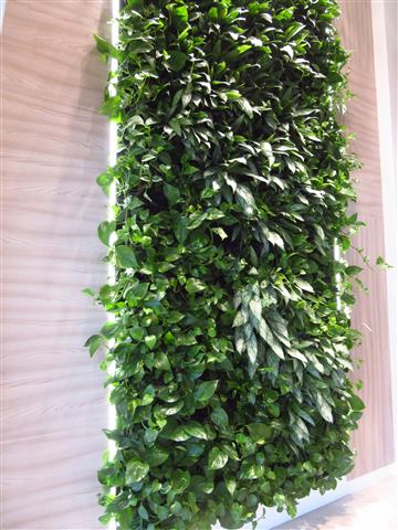 Grădină verticală cu plante naturale – Ploiești, foto 4 din 13