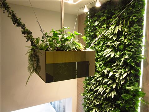 Grădină verticală cu plante naturale – Ploiești, foto 6 din 13