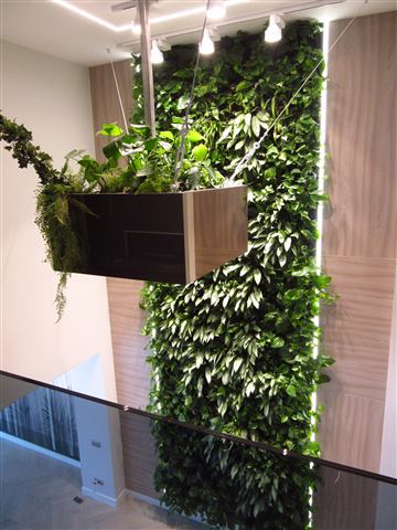 Grădină verticală cu plante naturale – Ploiești, foto 10 din 13