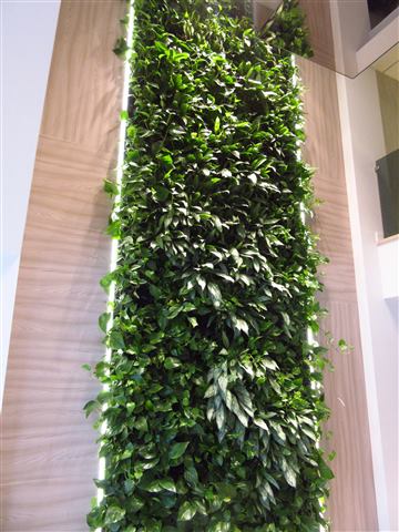 Grădină verticală cu plante naturale – Ploiești, foto 13 din 13
