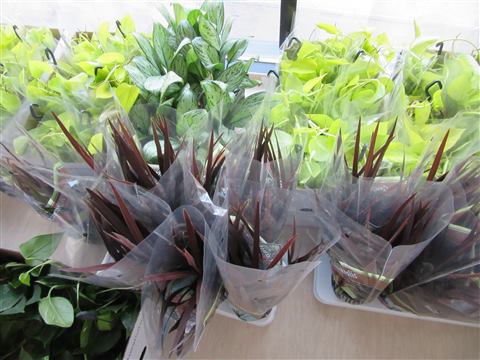 Grădină verticală cu plante naturale – Ponderas, foto 1 din 21