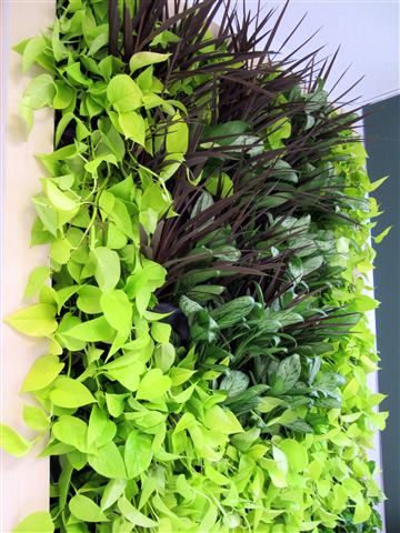 Grădină verticală cu plante naturale – Ponderas, foto 2 din 21