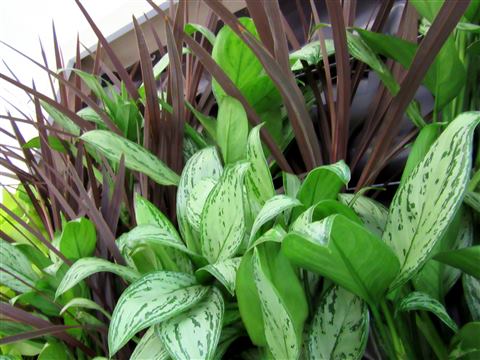 Grădină verticală cu plante naturale – Ponderas, foto 15 din 21