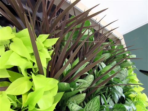 Grădină verticală cu plante naturale – Ponderas, foto 16 din 21