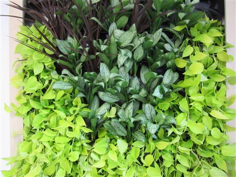 Grădină verticală cu plante naturale – Ponderas, foto 17 din 21