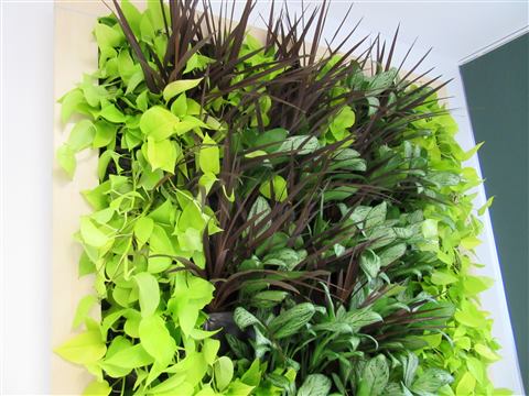 Grădină verticală cu plante naturale – Ponderas, foto 19 din 21