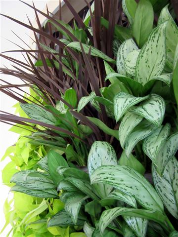 Grădină verticală cu plante naturale – Ponderas, foto 20 din 21
